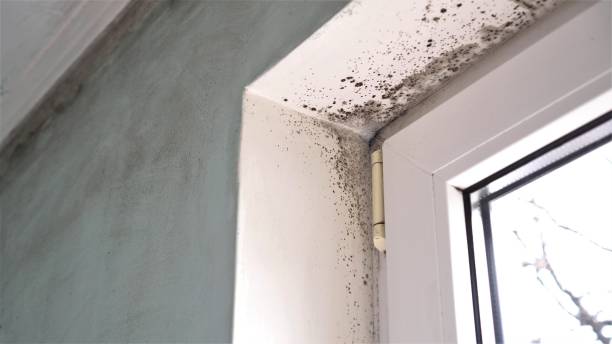 Crawl Space Mold Removal in Ellicott, CO