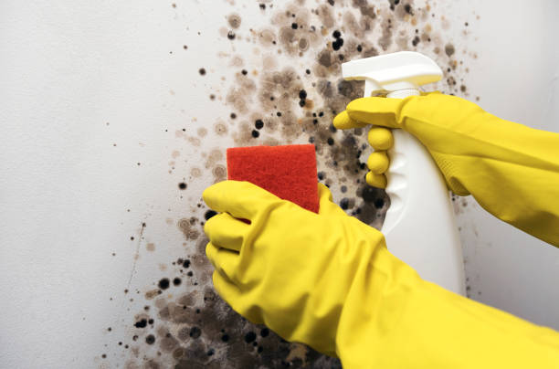 Best Mold Damage Repair  in Ellitt, CO